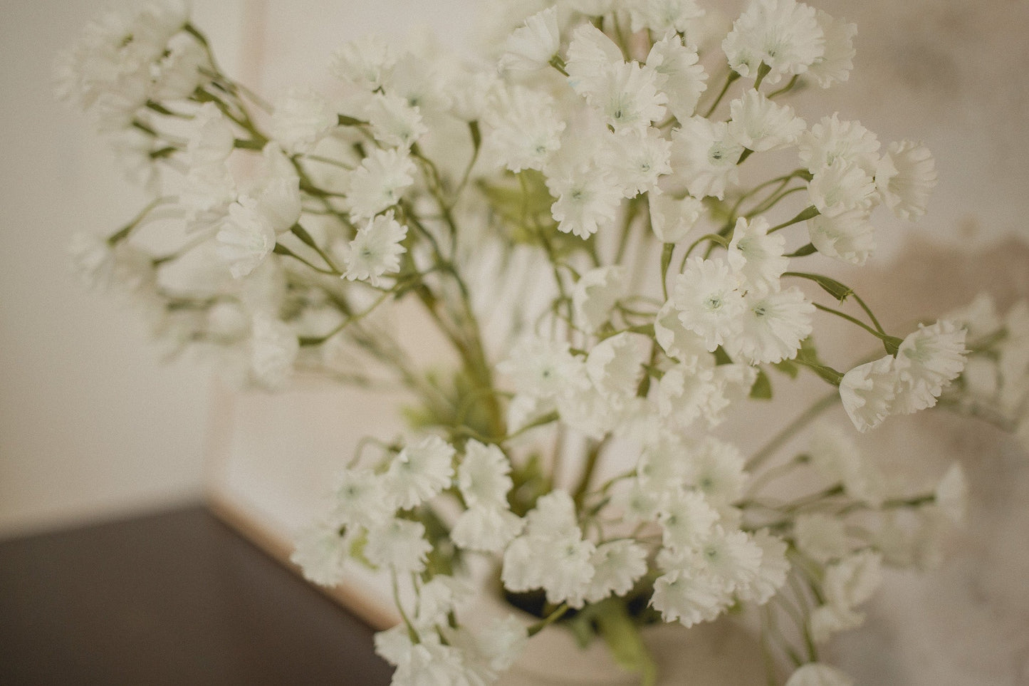 Gypsophila Elegan - Schleierkraut