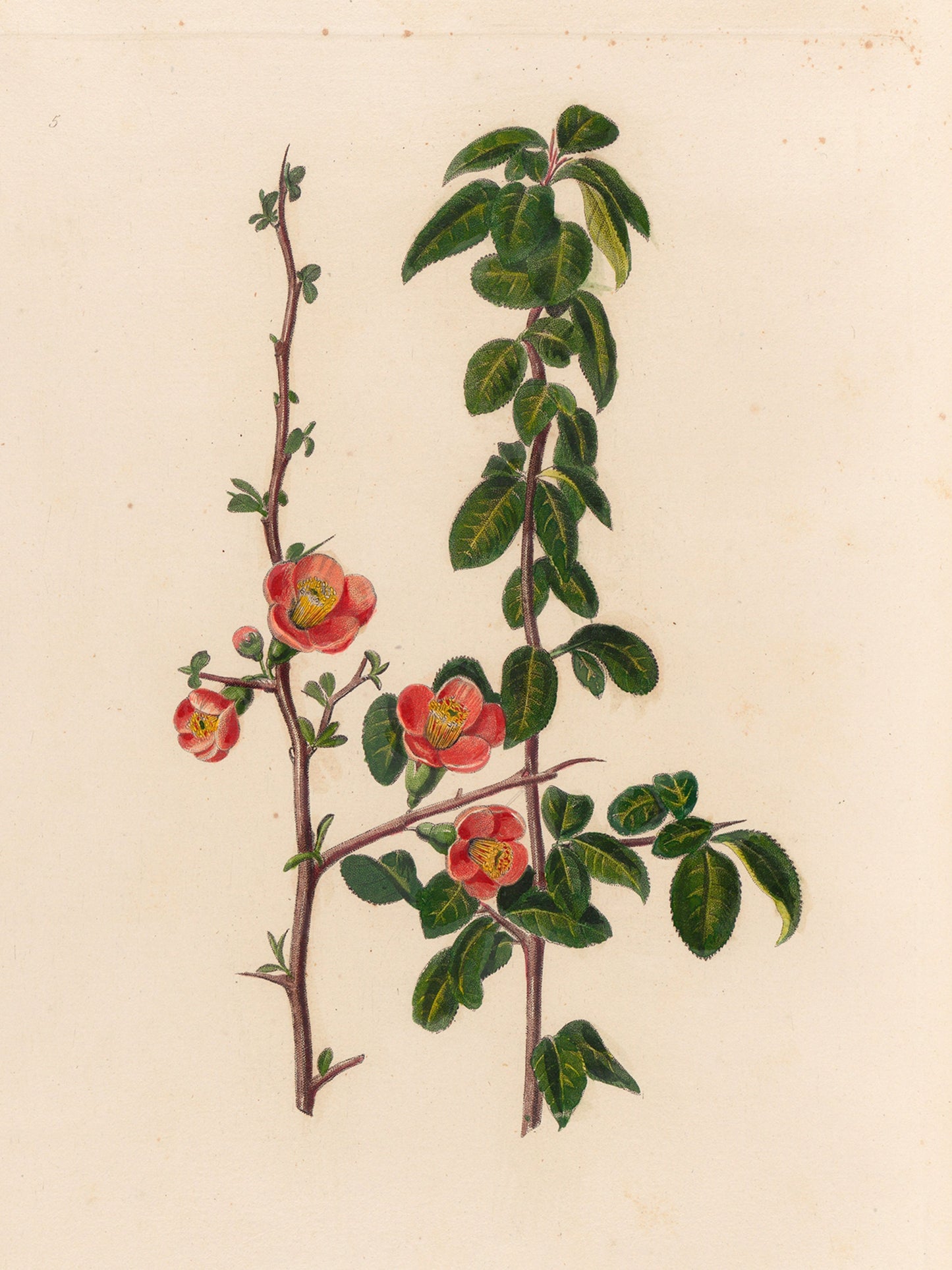 OBSTGARTENSCHÄTZE-4, VINTAGE RAHMEN