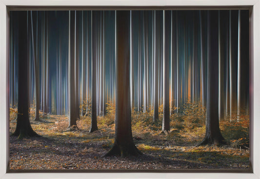 Wandbild Mystischer Wald