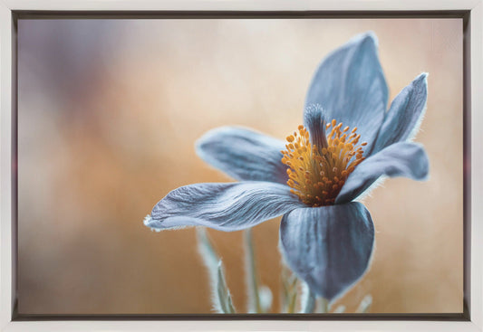 Wandkunst Kuhschelle. Blumen