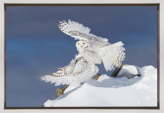 Wandbild Schnee-Eule im Flug