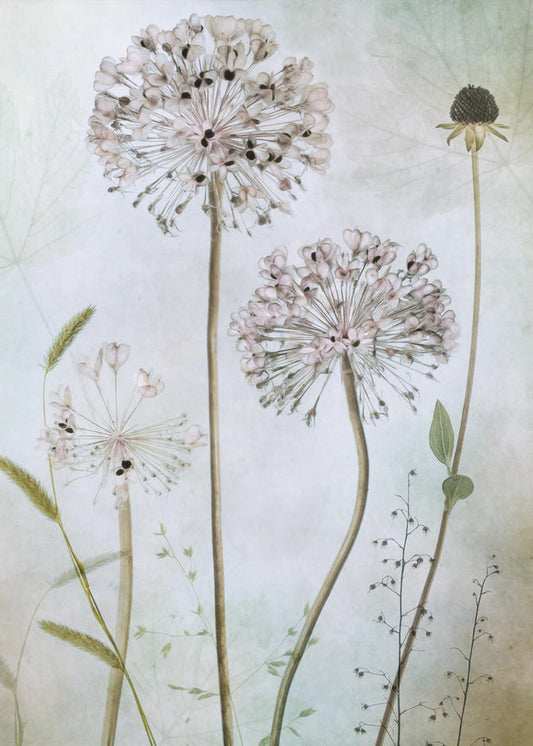 Wandbild Allium