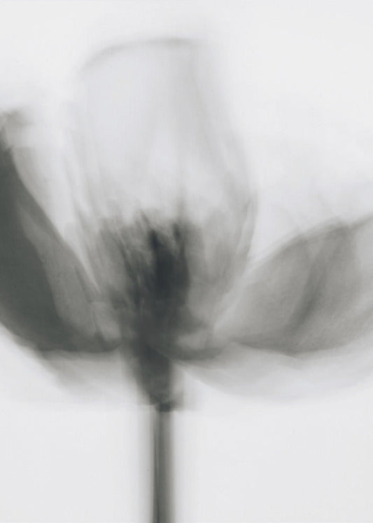 Wandbild Mono Tulpe