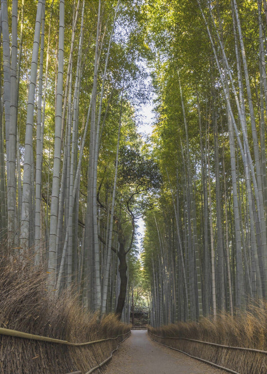 Wandbild Mächtiger Bambuswald von Arashiyama