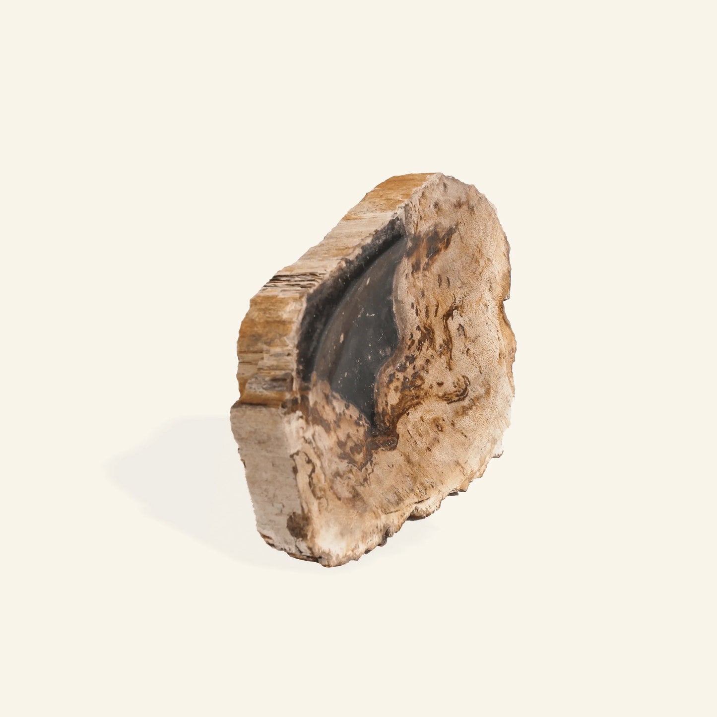 Seifenschale aus versteinertem Holz
