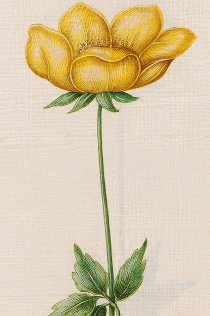 BOTANISCHE POESIE, VINTAGE-RAHMEN ODER