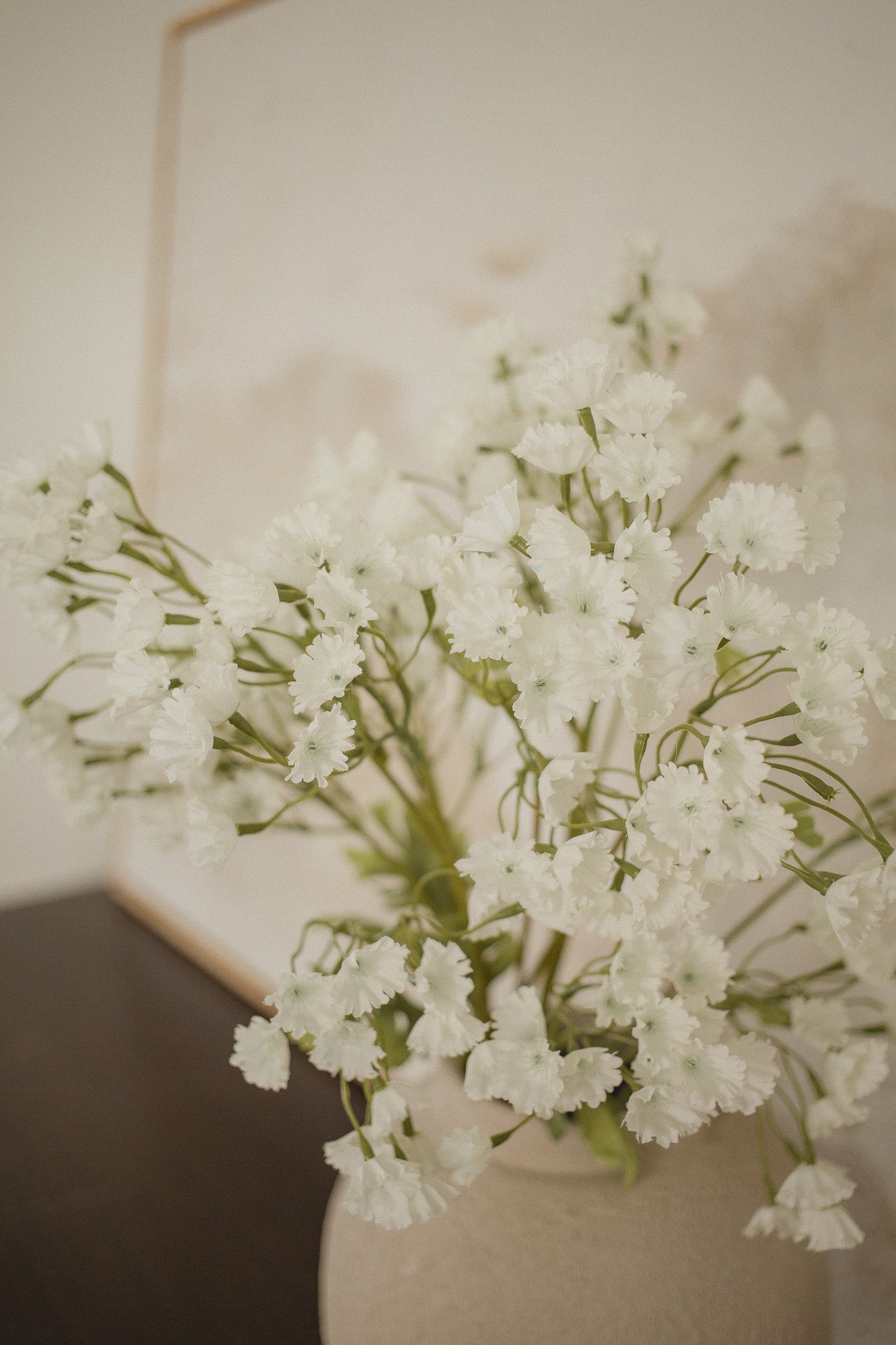 Gypsophila Elegan - Schleierkraut