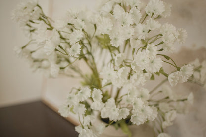 Gypsophila Elegan - Schleierkraut