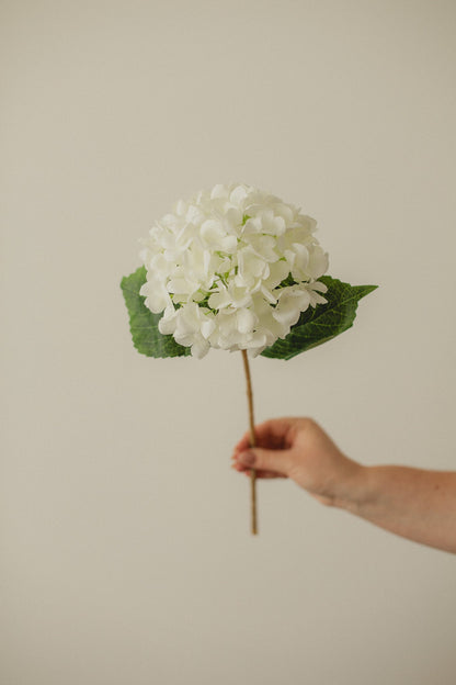 Hydrangea