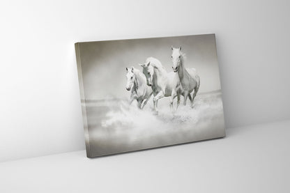 Wandbild Schwarz-Weiß-Hengste - Leinwand Kunstdruck Tiermotiv