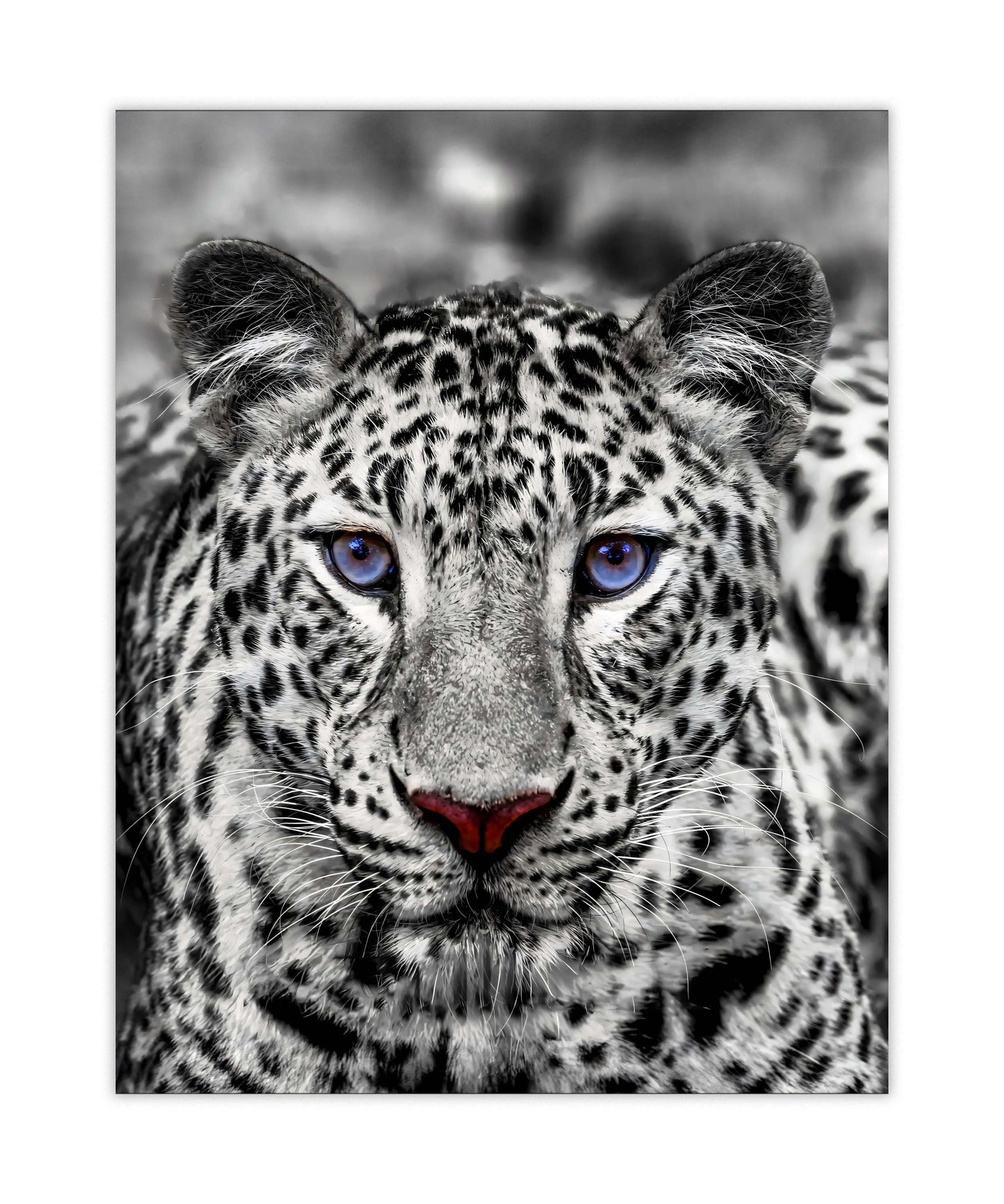 Wandkunst – Blauäugiger Weißer Tiger – Wildtier-Dekoration