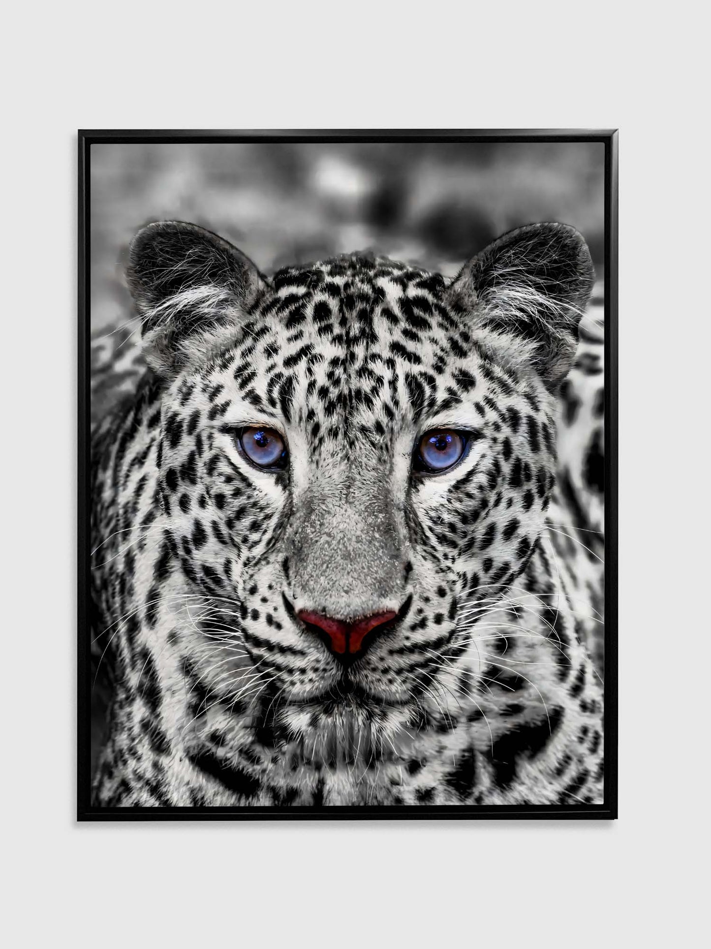 Wandkunst – Blauäugiger Weißer Tiger – Wildtier-Dekoration