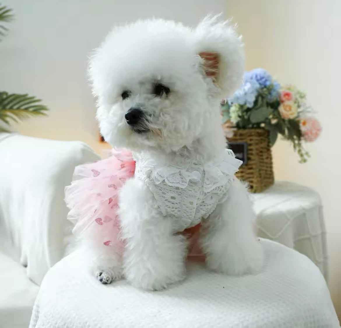 Laura Dog Dress | Designer Dog Dress for Small Dogs