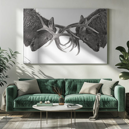 Wandbild Auge in Auge – Elchkampf