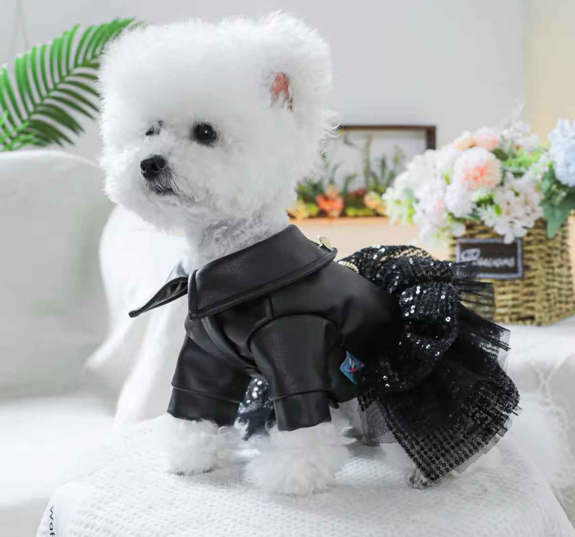 She’s a Rockstar Dog Dress | Dog Dress for Special Occasions
