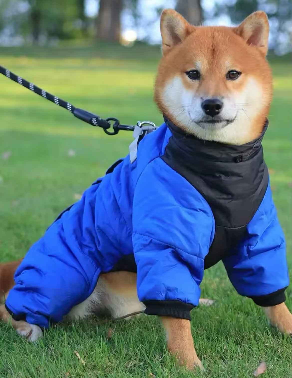 Vancouver Dog Rain Jacket | Waterproof Dog Jacket