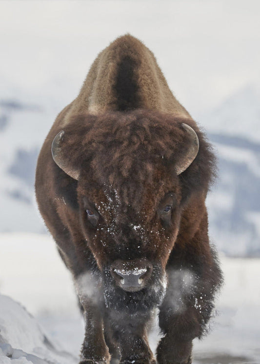 Wandbild Bison im Anflug