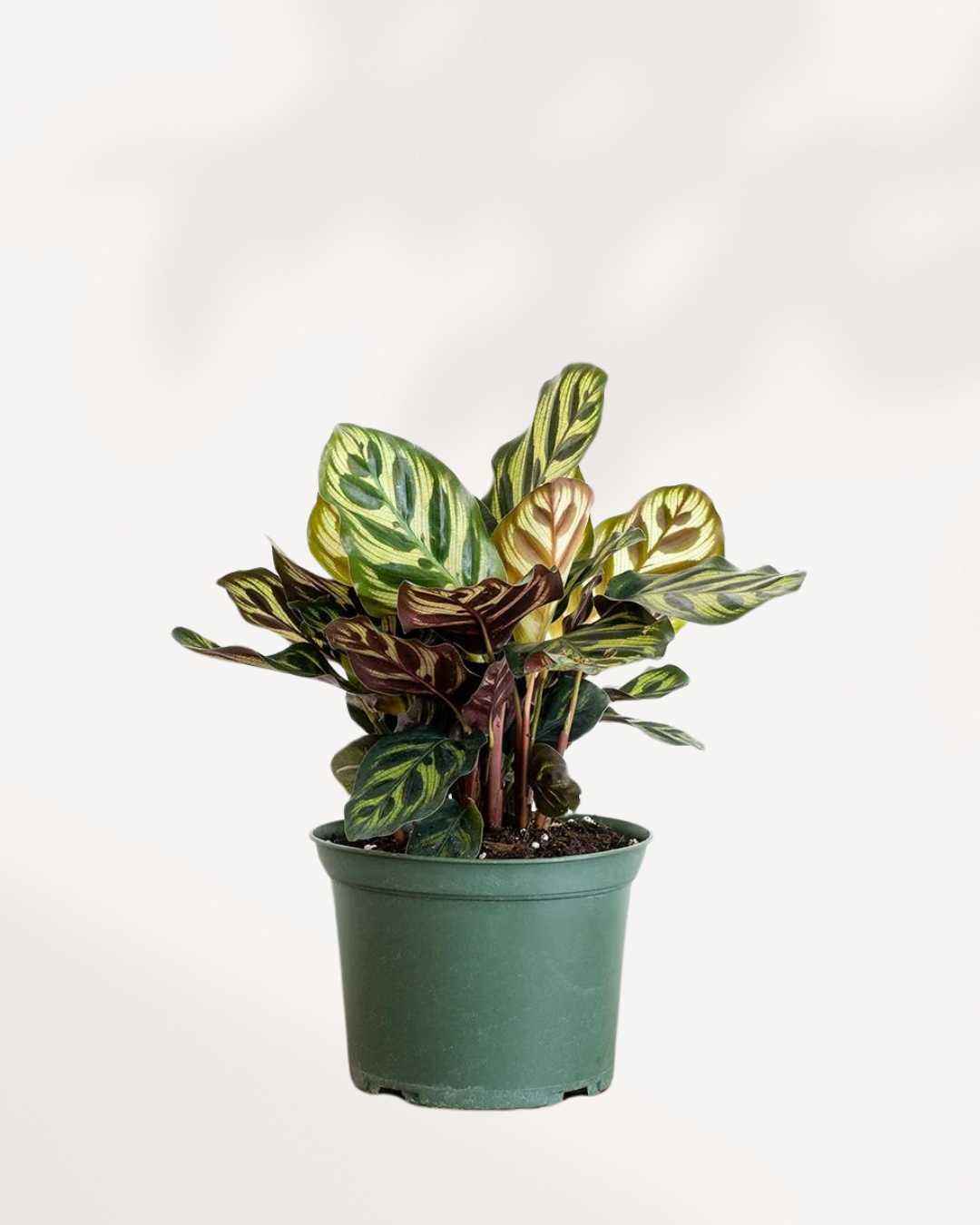 Calathea Makoyana Peacock