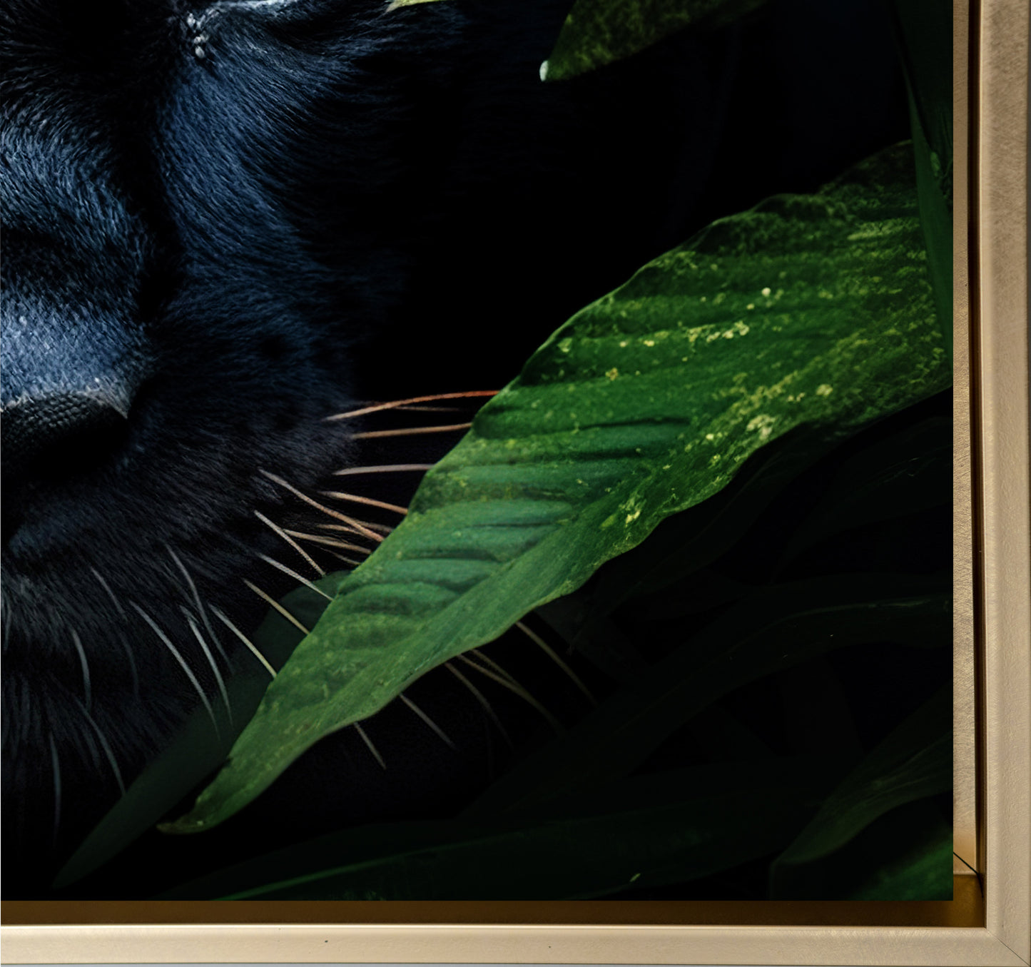 Wandbild - Seltener Schwarzer Jaguar - Wildlife Leinwand