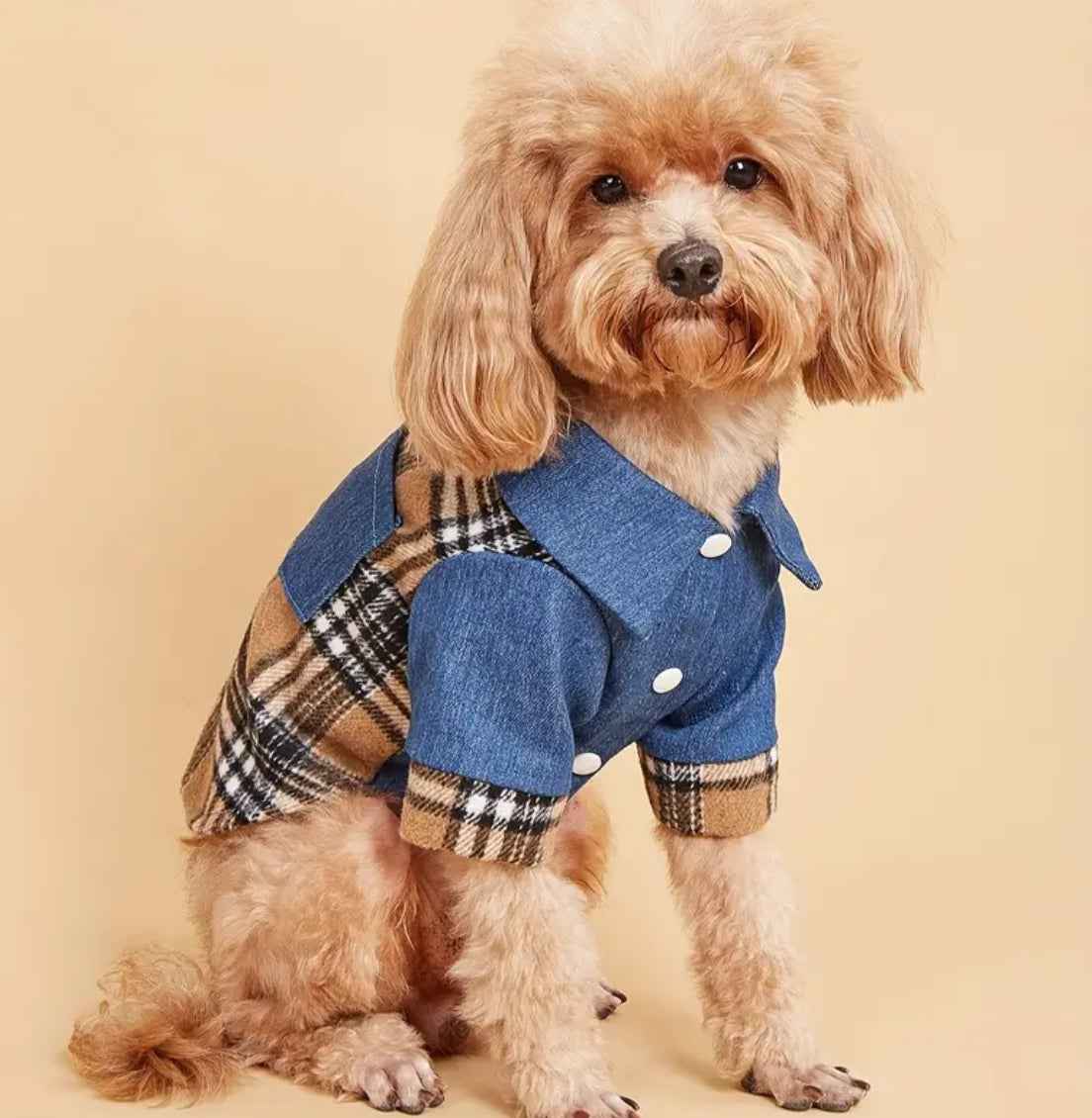 Lenny Dog Shirt | Dog Button Shirt for Dogs