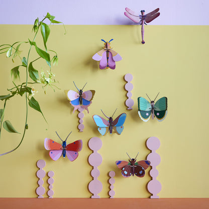 Gold Rim Butterfly