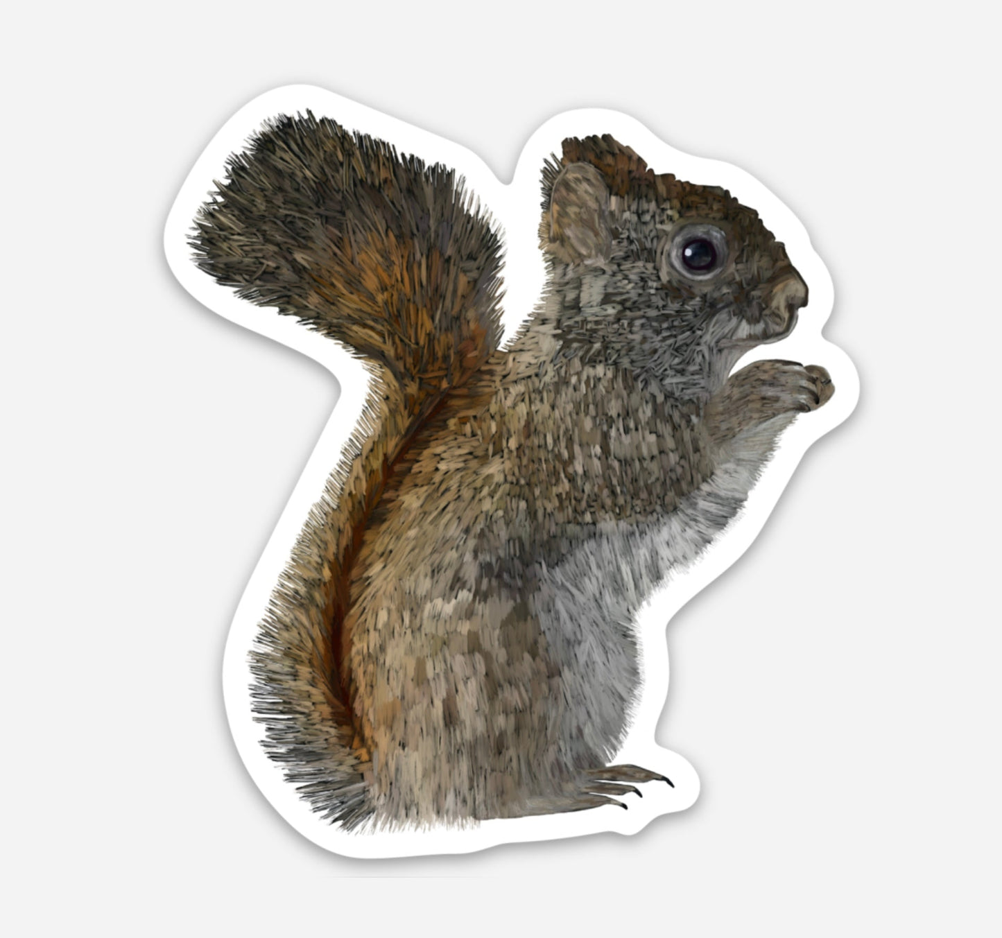 Vinyl Sticker - American Red Squirrel