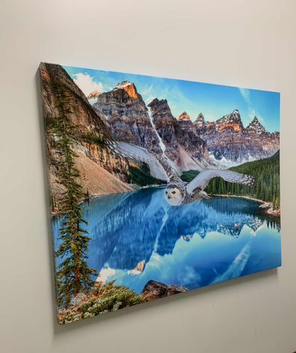 Leinwand-Tierkunst – Schneeeule bei Banff – Gedrucktes Kunstwerk