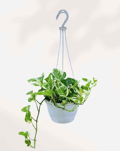 Pothos N’Joy