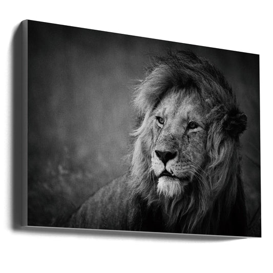 Wandbild Regal. Löwe
