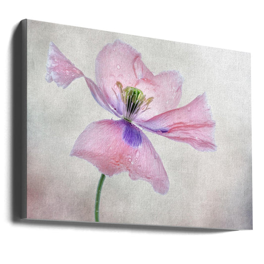 Pastel poppy