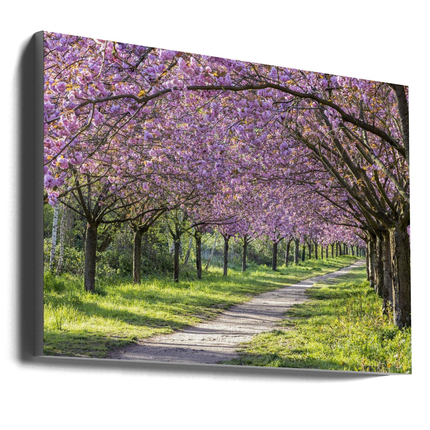Wandbild Idylle Kirschblütenallee