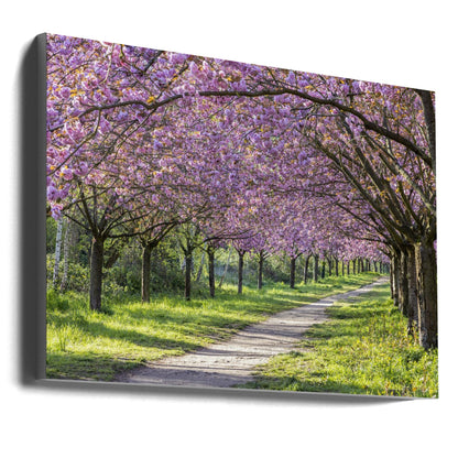 Wandbild Idylle Kirschblütenallee