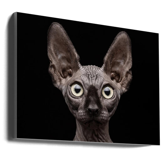 Wandbild Sphynx-Katze