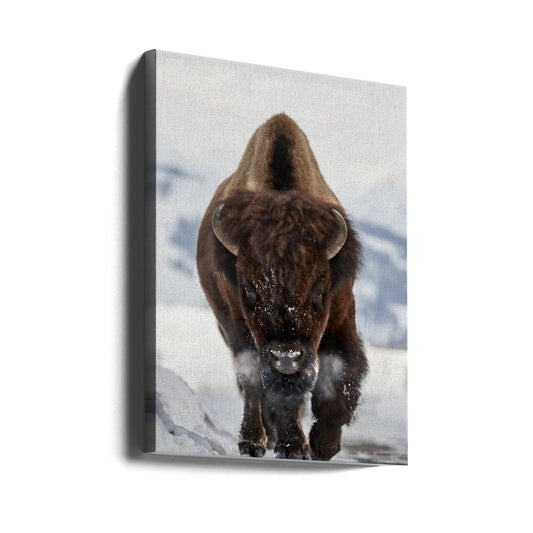 Wandbild Bison im Anflug