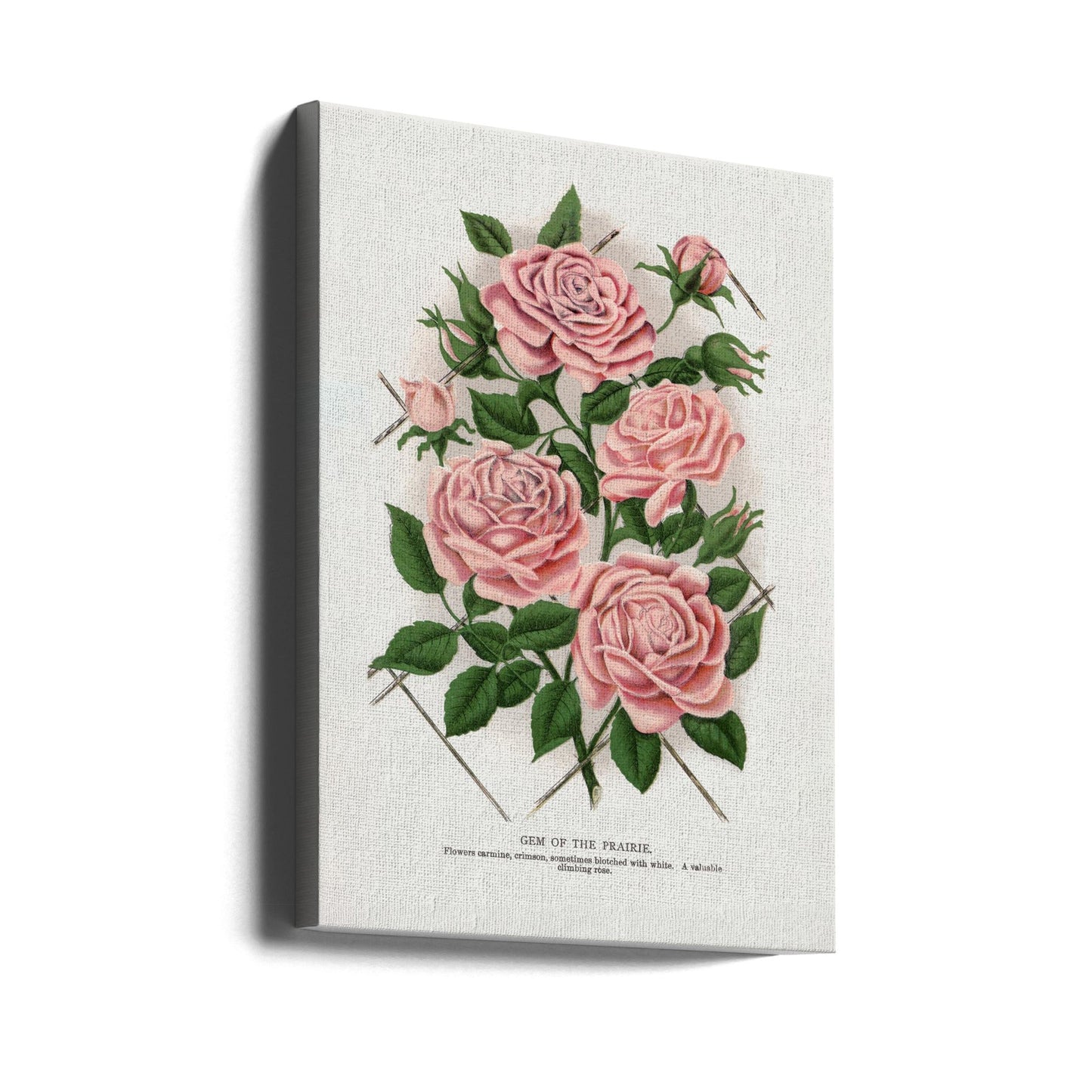 Wandbild Rosa Rose, Lithographie „Gem of the Prairie“.