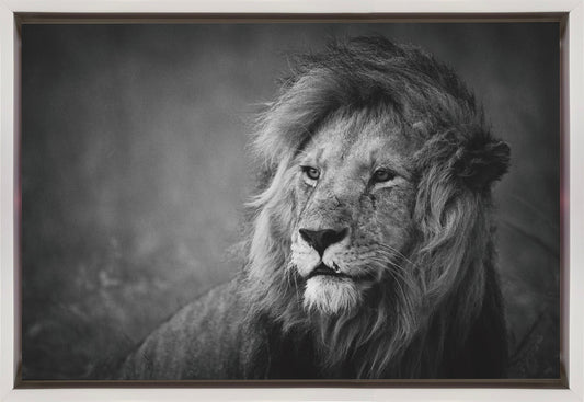 Wandbild Regal. Löwe