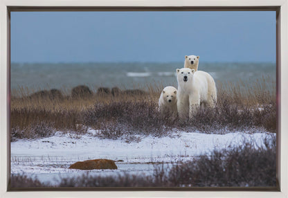 Wandbild Mutterbär mit Jungen, Hudson Bay im Hintergrund