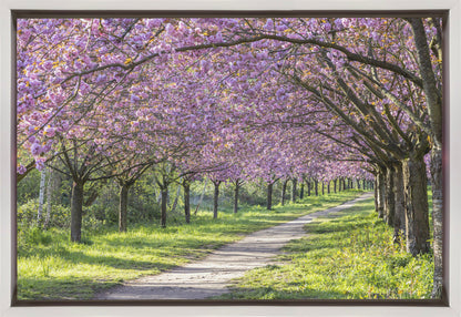 Wandbild Idylle Kirschblütenallee