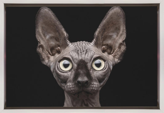 Wandbild Sphynx-Katze