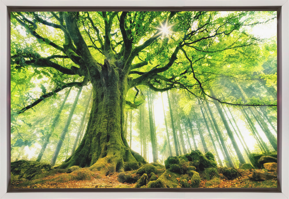 Ponthus' Beech