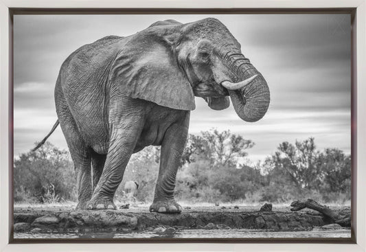 Wandbild Stehend Stolz. Elefant