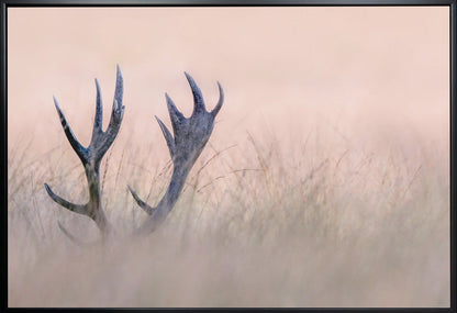 Wandkunst   Verstecken spielen (Horn vom Hirsch)