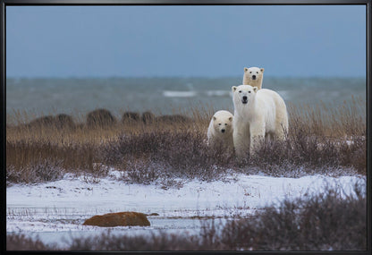 Wandbild Mutterbär mit Jungen, Hudson Bay im Hintergrund