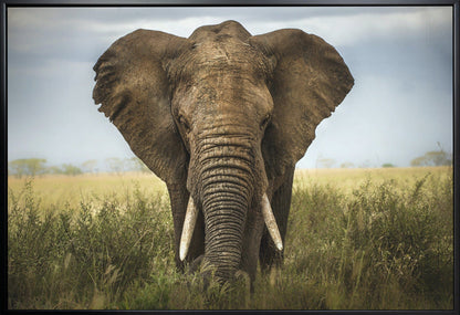 Wandkunst-Begegnungen in der Serengeti. Elefant