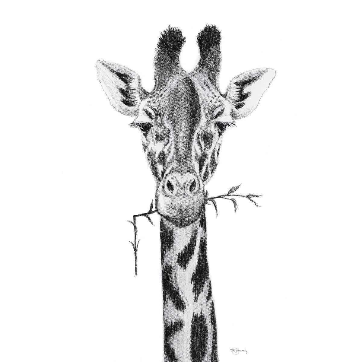 Giraffe Portrait - black and white safari art print