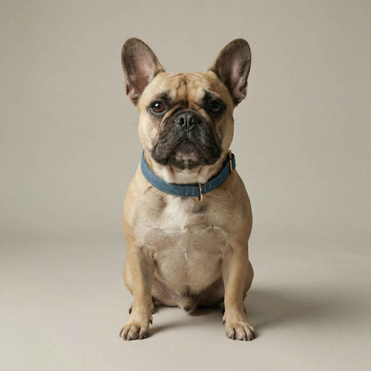 Denim Collar