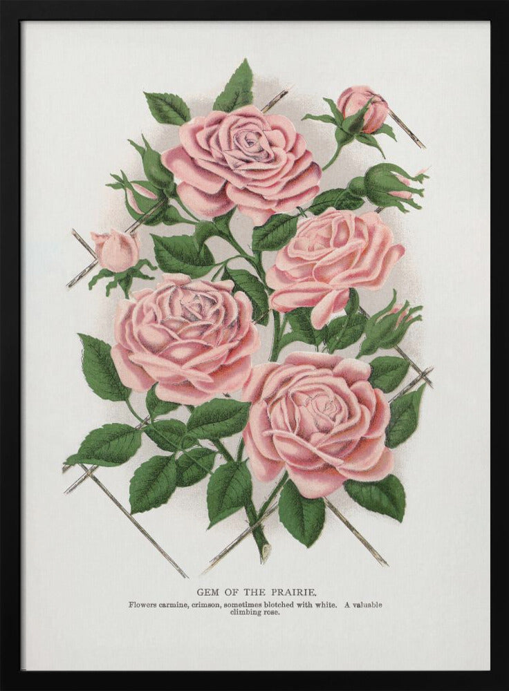 Wandbild Rosa Rose, Lithographie „Gem of the Prairie“.