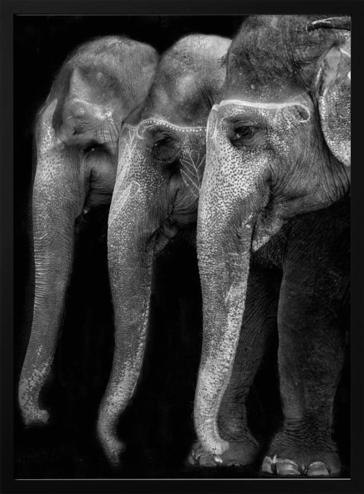 Wandbild Die Natur ist ein großartiges Meisterwerk, ein Elefant; das einzige harmlose große Ding ...