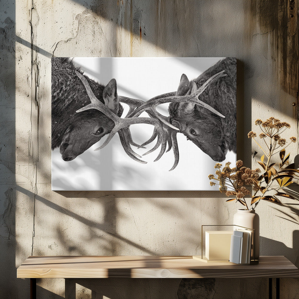 Wandbild Auge in Auge – Elchkampf