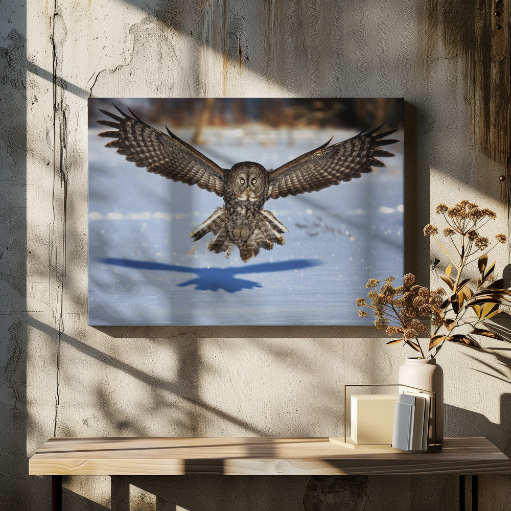 Wandkunst Mitten ins Gesicht – Bartkauz